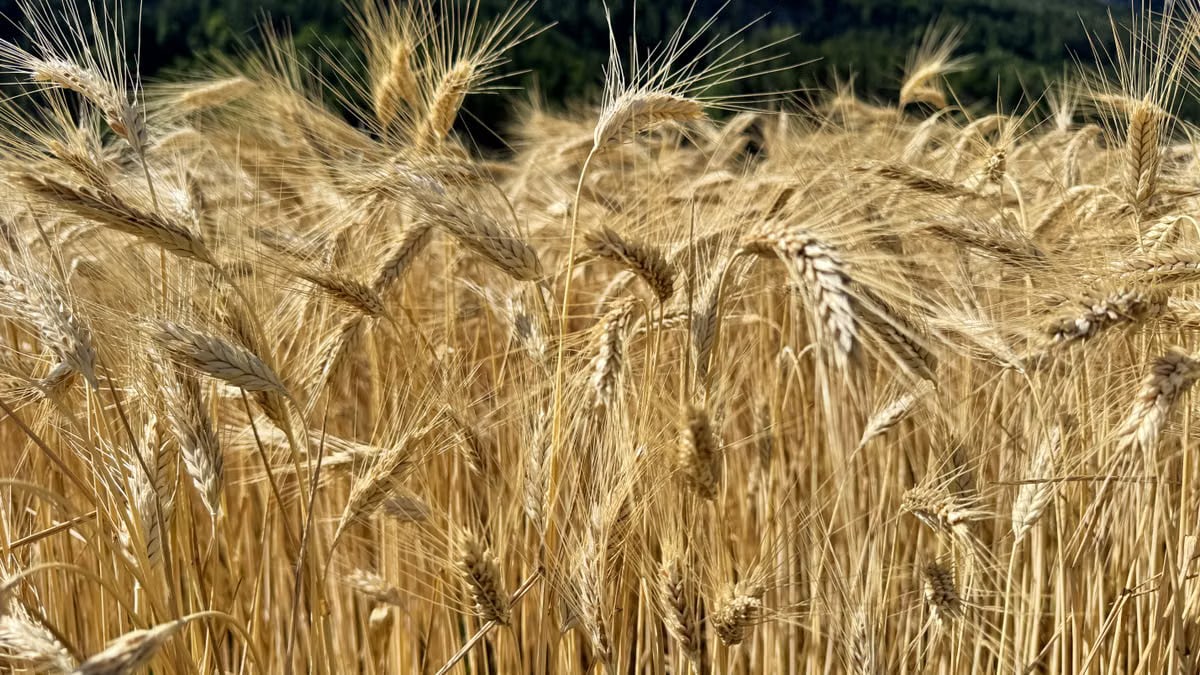 Close-up of ripe wheat against a mountain landscape on a sunny day.